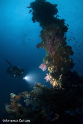 Truk Lagoon (Chuuk), Micronesia.  Diver on wreck of Truk ... by Amanda Cotton 